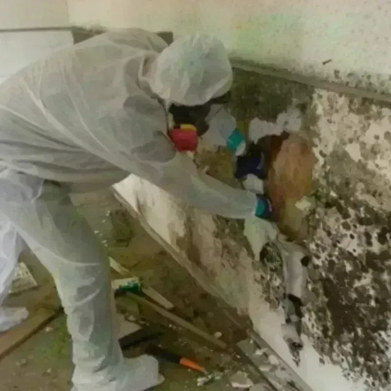 Mold Remediation and Removal in Mahaska County, IA